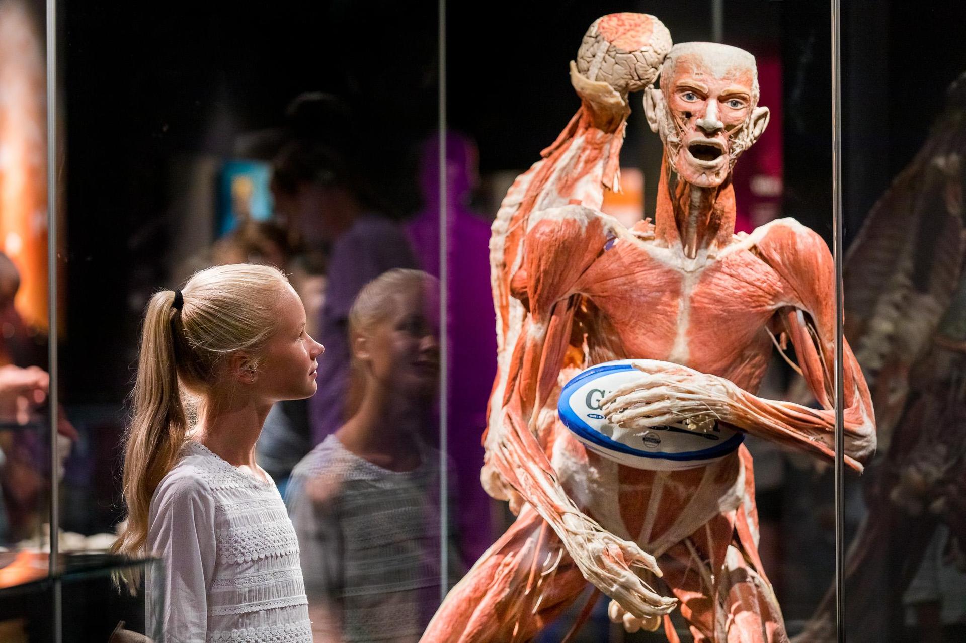 Body Worlds w Katowicach to najlepsza lekcja anatomii śląskie, ESKA.pl