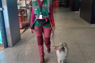 Jedyne takie psy w Europie. Czworonogi z lotniska w Krakowie-Balicach pomagają pasażerom