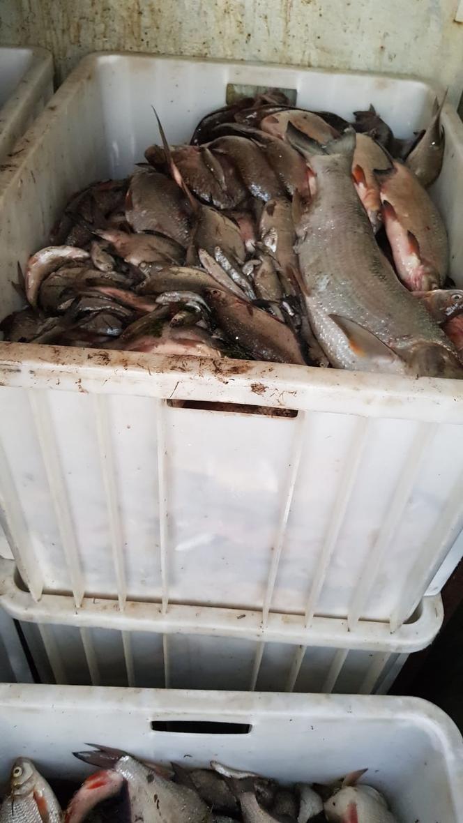Katastrofa ekologiczna na Odrze. Śnięte ryby 