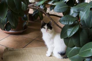 Rośliny niebezpieczne dla kota