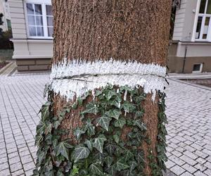 Ktoś podciął drzewo przed przedszkolem w Przemyślu. Miało runąć na dzieci?