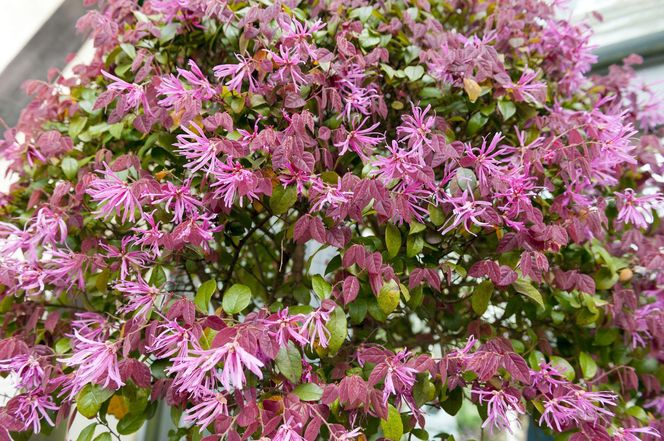 Loropetalum chińskie