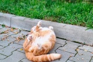 Garfield szybko zdobył należne mu miejsce w komendzie Straży Miejskiej w Świdniku