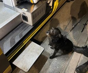 Wierna suczka uratowała pana w ostatniej chwili. Polały się łzy wzruszenia