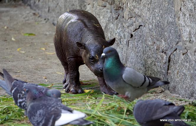 Hipopotam karłowaty z wrocławskiego zoo