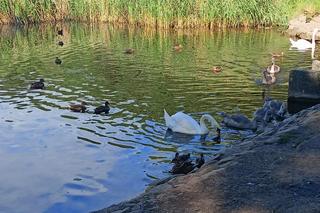Zobacz wyjątkowy Rezerwat przyrody Żurawiniec w Poznaniu. Tutaj odpoczniesz od upałów