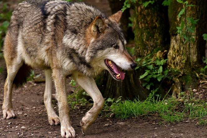 Atak wilków w gospodarstwie! Brutalnie ZAGRYZŁY zwierzęta hodowlane!