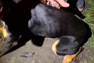 Martwe szczeniaki w workach na zakupy! Wstrząsające odkrycie w mieszkaniu