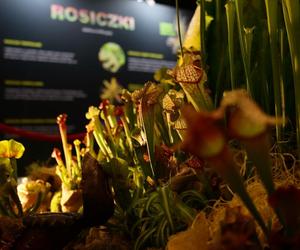 Potworne cuda, czyli wystawa roślin mięsożernych w Katowicach
