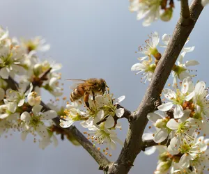 Dzień Pszczoły w Karczowiskach Górnych 