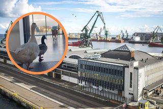 Niezwykłe odwiedziny w Muzeum Emigracji w Gdyni. Takich gości nikt się nie spodziewał