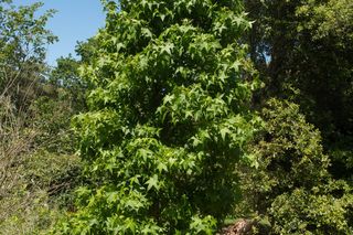 Ambrowiec amerykański 'Slender Silhouette' 