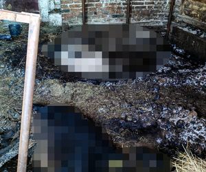 Horror koło Ostródy. Zwierzęta konały bez światła, wody i jedzenia