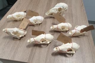 Nielegalnie handlował czaszkami zwierząt, skórami i szkieletami węży. Do akcji wkroczyła krakowska policja