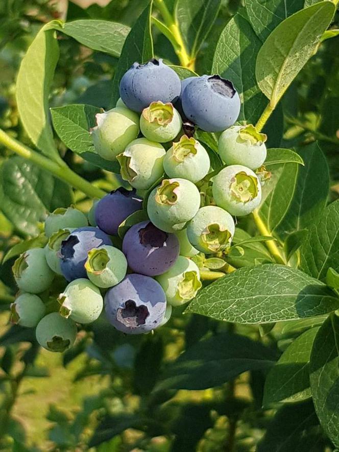 LATO z BORÓWKAMI. 1 LIPCA początek sezonu i święto owocu