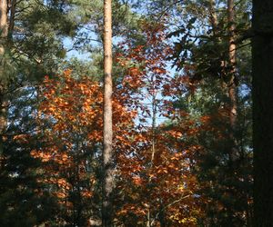 Ostrów. Park pod topór? Będą bloki?