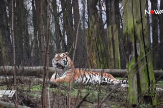 Miesiąc więzienia za dręczenie kijem tygrysa w zoo [WIDEO NOWA TV 24 GODZINY]