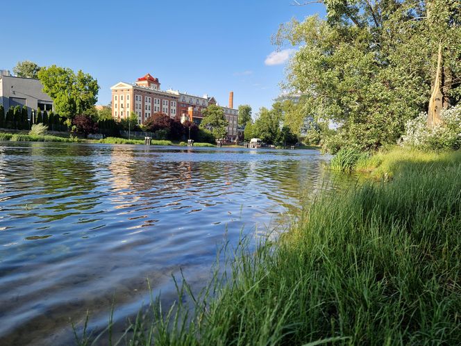 Park Centralny przed wielką zmianą! Zobacz, gdzie powstanie kąpielisko