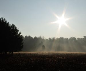 Krupski Młyn najbardziej zalesioną gminą w Polsce