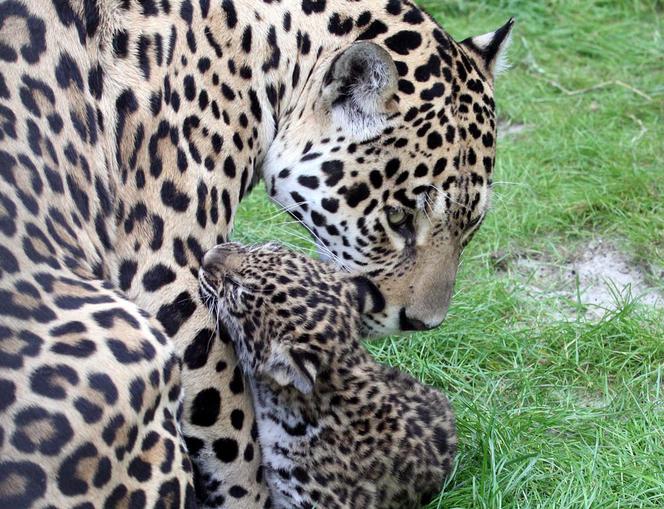 Urodziły się młode jaguary