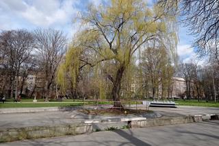 Jeden z symboli Parku Krakowskiego umiera. ZZM apeluje do mieszkańców o ostrożność