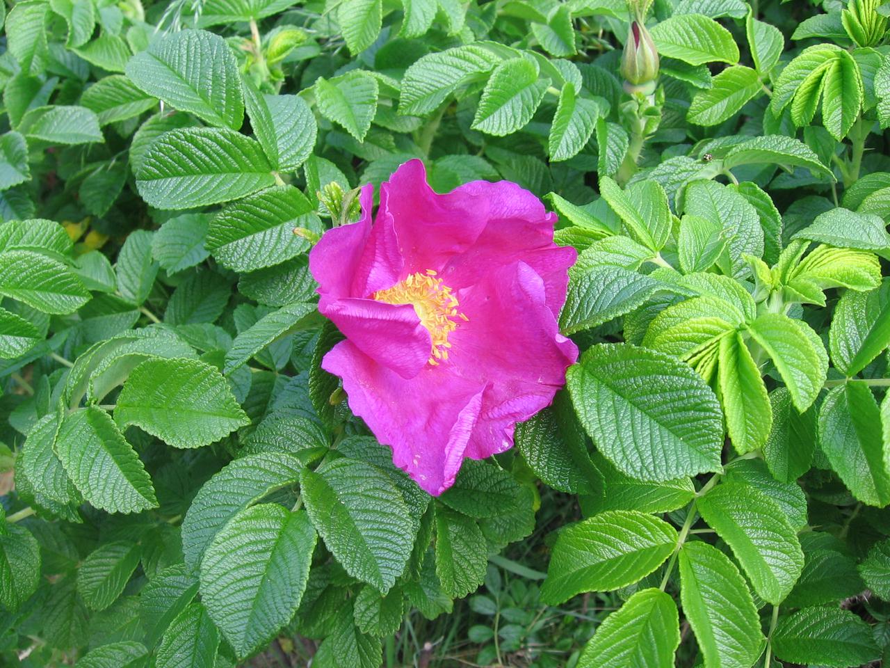 Róża pomarszczona = R. fałdzistolistna = R. japońska - Rosa rugosa
