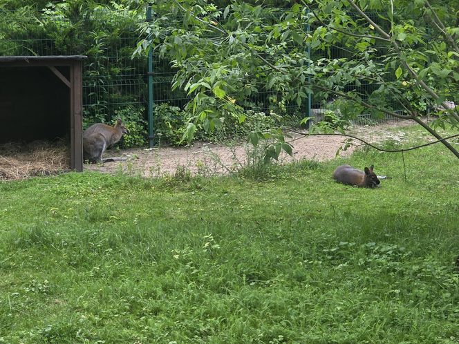 Zaglądamy do mieszkańców bydgoskiego ZOO. Kto mieszka w sercu Myślęcinka?