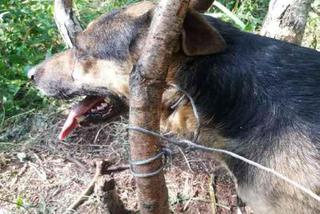 Bestialsko przywiązał psa do drzewa