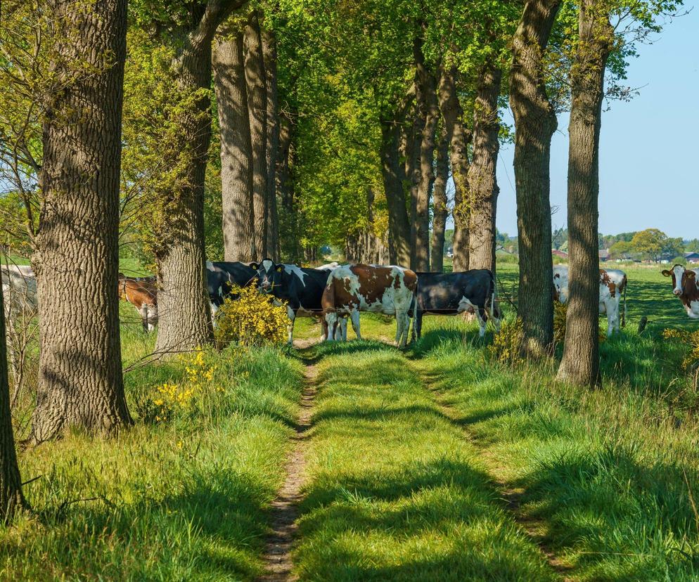 To najpopularniejsze nazwy wsi w warmińsko-mazurskim. Jednej użyto aż jedenaście razy! 