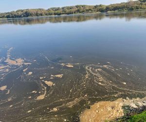 Wisła w Fordonie wyraźnie przybrała i przyspieszyła. Duża woda niesie mnóstwo śmieci i zanieczyszczeń