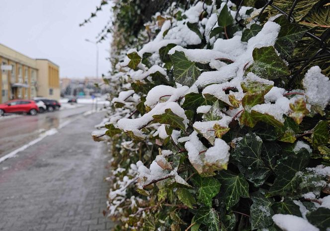 Śnieg spadł na święta. 