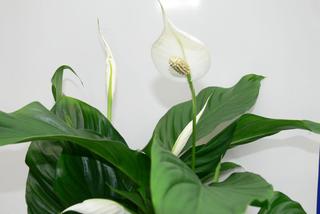 Spathiphyllum wallisii - usychają końce liści [Porada eksperta]