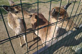 Zoo w miejscowości Chleby