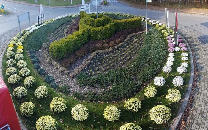 Chryzantemy ozdobiły Starachowice