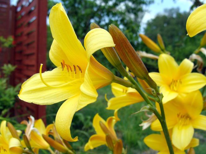 liliowce