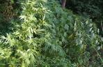 Plantacja marihuany pod Białymstokiem. 23-latek zatrzymany