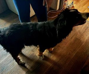 Horror w katowickim mieszkaniu. Psy żyły we własnych odchodach. Wstrząsające odkrycie policji