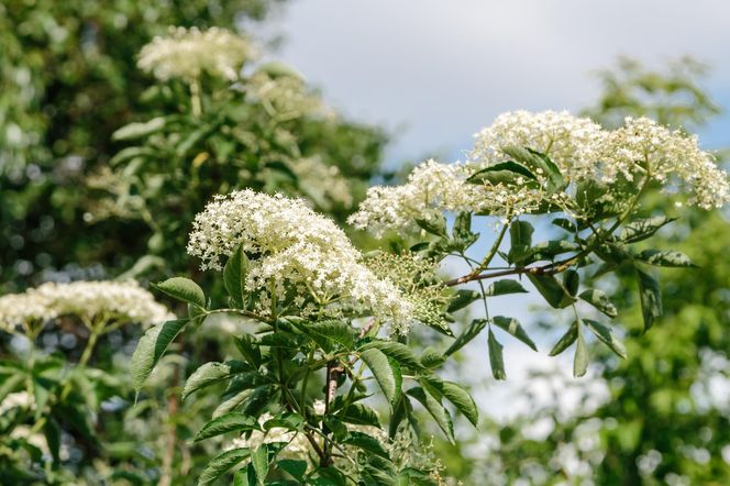Czarny bez 