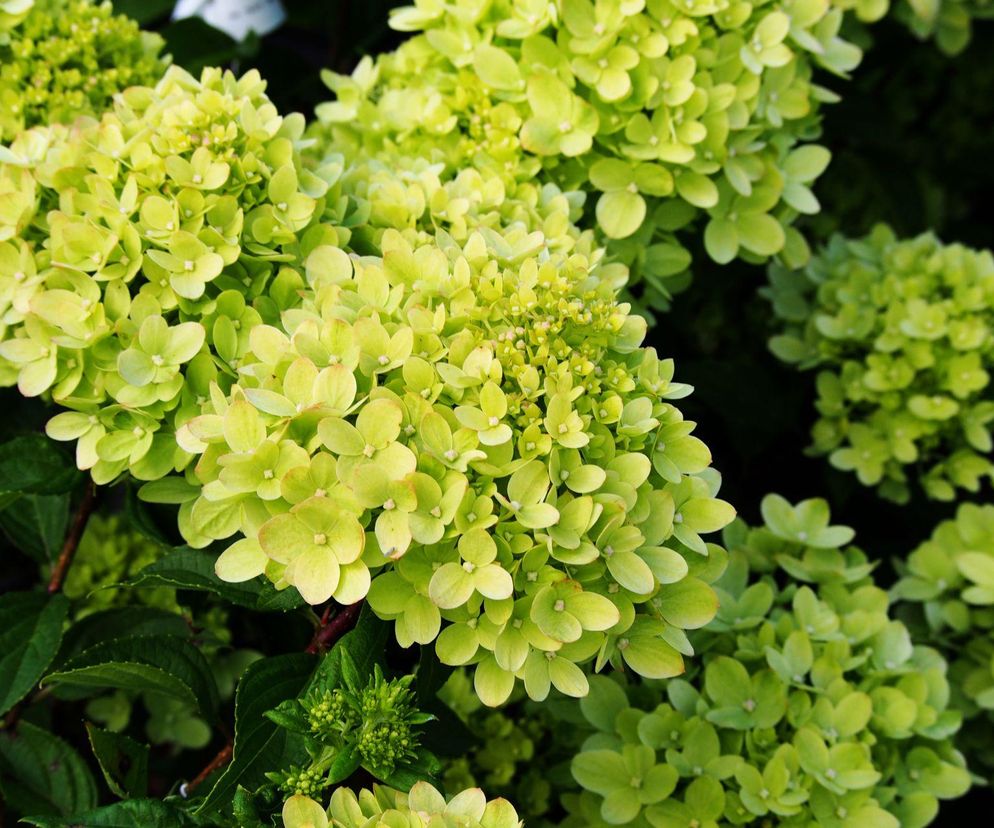 Hortensja bukietowa 'Little Lime' zmieści się wszędzie