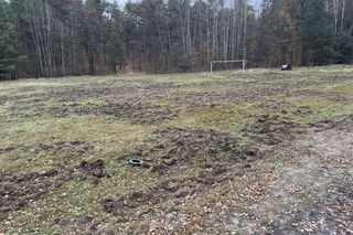 Dziki niszczą działki i miejsca publiczne w Suchedniowie