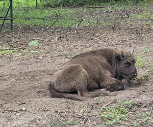 Zaglądamy do mieszkańców bydgoskiego ZOO. Kto mieszka w sercu Myślęcinka?