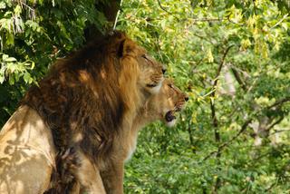 Lwy azjatyckie i tygrysy syberyjskie. Wielkie koty w ZOO mają swoje święto