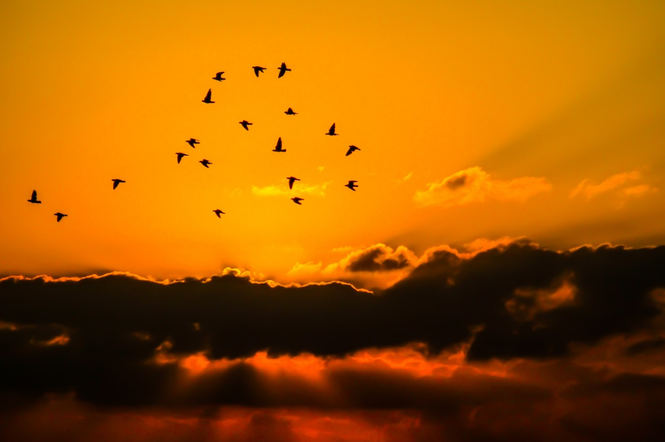 Ptaki, zachód słońca / zdjęcie ilustracyjne