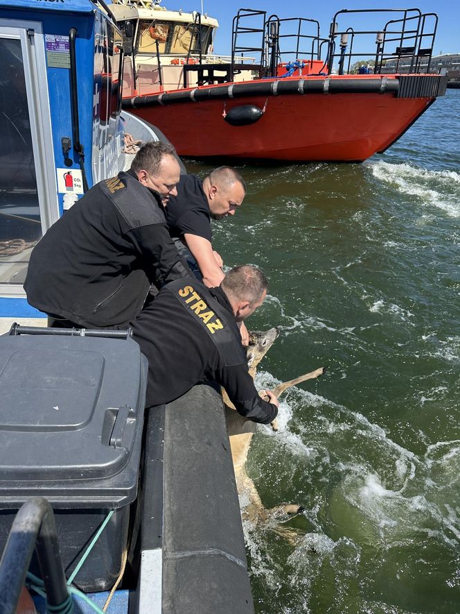 Młody jelonek wpadł do kanału portowego w Gdańsku. Uratowała go załoga Pioruna