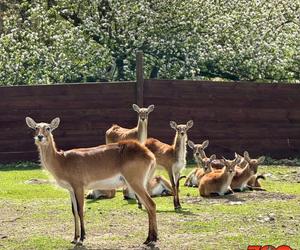 Szalone Małpki nagrywały teledysk w ZOO Leśne Zacisze pod Kielcami