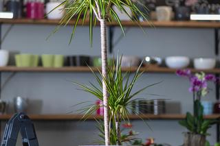 Dracena obrzeżona, Dracaena marginata