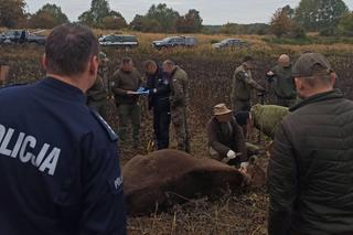 Kolejny zastrzelony żubr pod Drawskiem