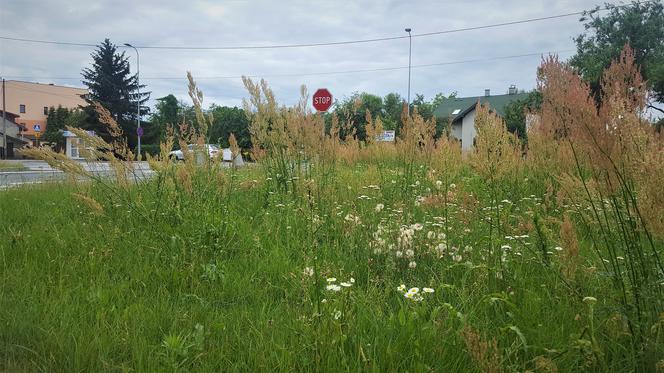 W Bełchatowie trawa po kolana. Mieszkańcy narzekają, a urzędnicy obiecują poprawę