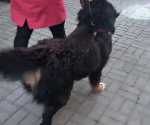 Pies berneńczyk przetrzymywany był w koszmarnych warunkach