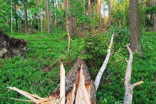 Nadleśnictwo Chmielnik